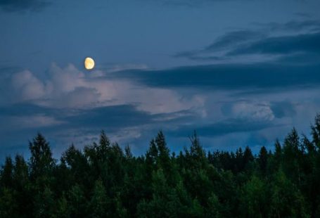 Nighttime Nature Walks - Moon Above Forest during Night Time
