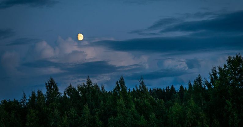 Nighttime Nature Walks - Moon Above Forest during Night Time